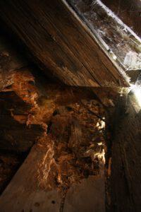 Schaden: Materialverlust durch Hausbock