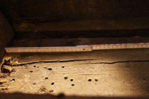 Schaden: Fraßlöcher des Hausbock