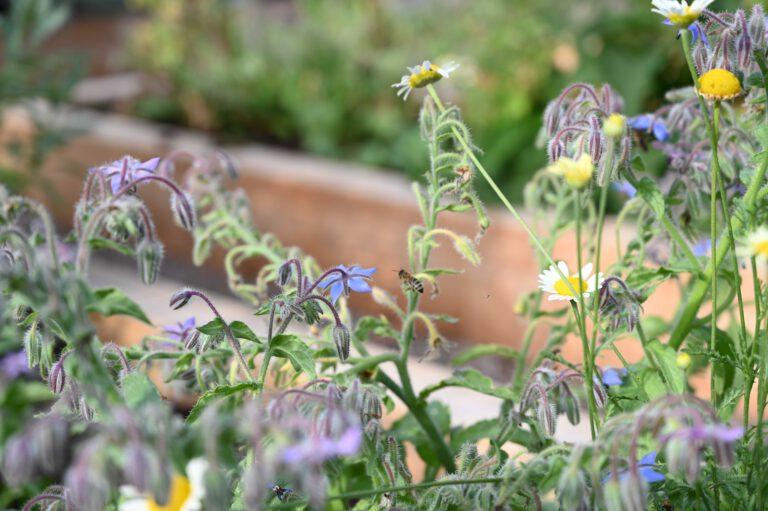 Klostergarten als Bienenweide