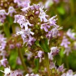 Breitblättriger Thymian, Blüte