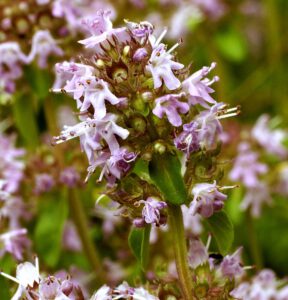 Breitblättriger Thymian, Blüte